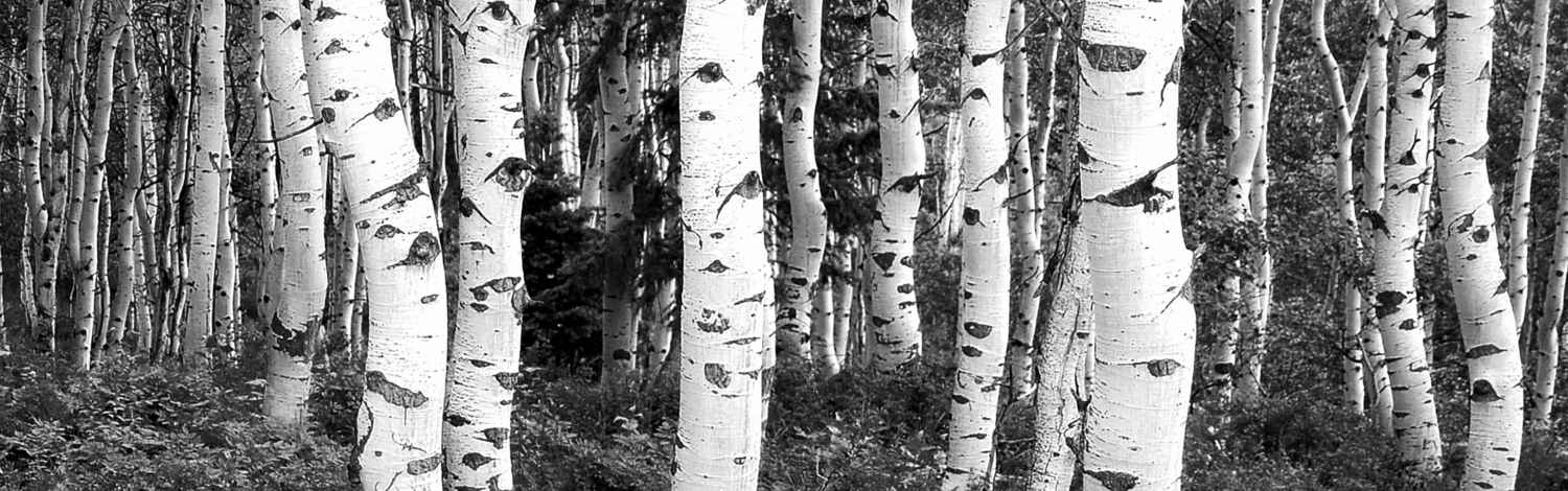 Foto: Schwarz-Weiß Foto Birkenwald
